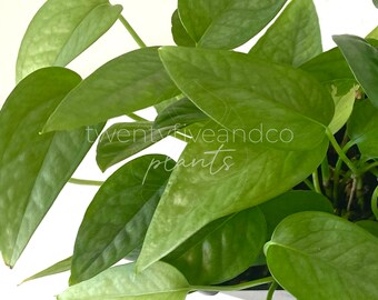 Cebu Blue Pothos Etsy