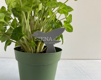 Hummingbird Decorative Plant Stakes, Indoor Acrylic Plant Markers
