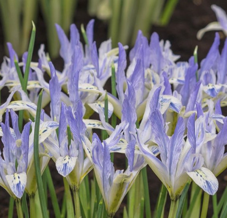 Iris Reticulata 'painted Lady' 8 Bulbs Etsy