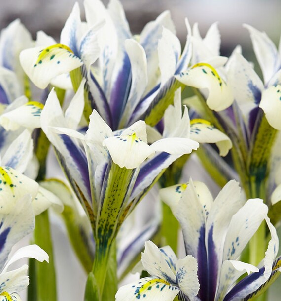 Iris Reticulata 'eyecatcher' 8 Bulbs Etsy