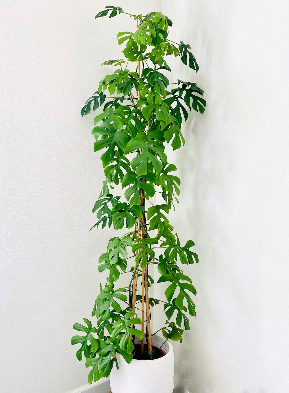 Monstera Ginny Trellis Philodendron Minima Tetrasperma 2gal Etsy