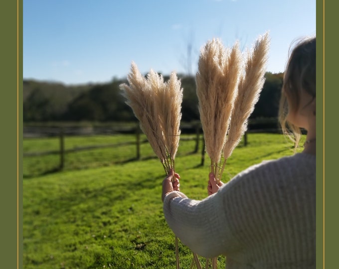 Featured listing image: 100% Natural Dried Pampas Grass x5 Stems, Fluffy, choose from small, medium, large plumes.  Sussex grown