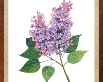 Lilacs original hand painted watercolor digital download