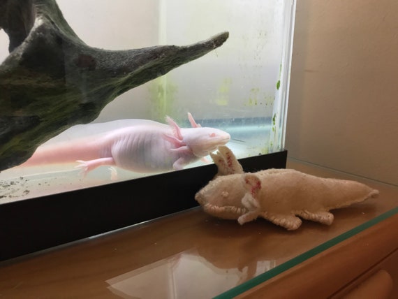 Baby Axolotl Stuffed Plush Toy Etsy