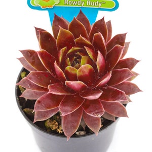 Sempervivum Chick Charmlettes 'Rowdy Rudy' TM Playgound Pals - Nowość na rok 2024