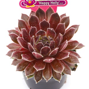 Sempervivum Chick Charmlettes 'Happy Holly' ppaf Fieldtrip Friends - Nowość na rok 2024