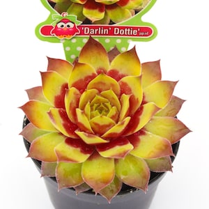 Sempervivum Chick Charmlettes 'Darling Dottie' ppaf Playgound Pals- Nowość na rok 2024