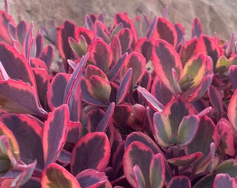 Sedum suculento dinamita deslumbrante Sunparkler ppaf Nuevo para 2023 PLANTA DE PLUG