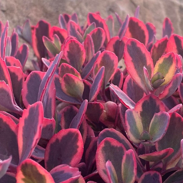 SunSparkler Sedum Dazzling Dynamite ppaf New for 2023 PLUG PLANT