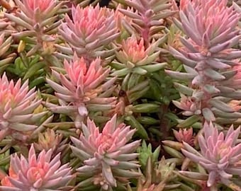 Rosa Angelia Sedum Plug Plant - Fester und ordentlicher Bodendecker Sukkulente