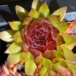 Chick Charms® Pineapple Paradise™ – Color-Changing Succulent | Cold-Hardy & Easy Care!