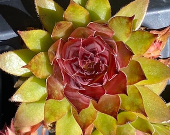Chick Charms® Pineapple Paradise™ – Color-Changing Succulent | Cold-Hardy & Easy Care!