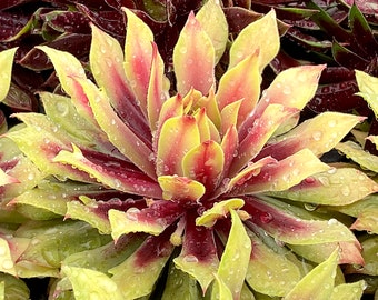 Sempervivum Chick Charms® Citroengolven ppaf