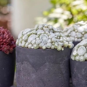 Sempervivum Colorockz ‘Arctic White’ plug plant-