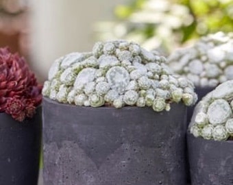 Sempervivum Colorockz ‘Arctic White’ Steckpflanze -