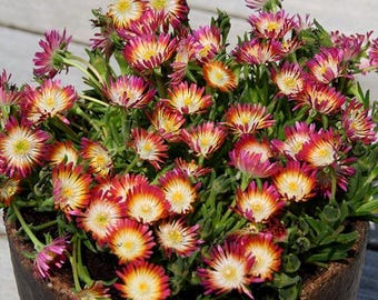 Delosperma ‘Jewel of Desert Ruby’ – Cold Hardy Ice Plant – Live Starter Plug