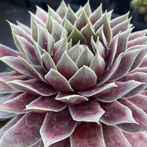 May include: Close-up of a succulent plant with layered, pointed leaves. The leaves transition from a deep burgundy at the base to a soft green at the tips, creating a rosette shape. The plant appears healthy and well-hydrated.