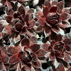 Sempervivum Chick Charms® Cranberry Cocktail Starter plant