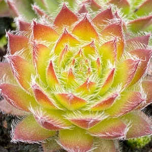 Sempervivum Chick Charms® Gold Dust- Nowość na rok 2024