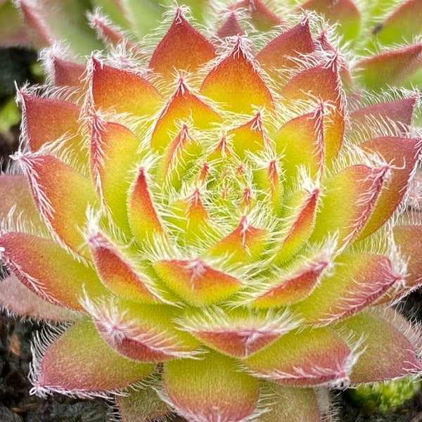 Sempervivum Küken Charms® Gold Dust - Neu für 2024