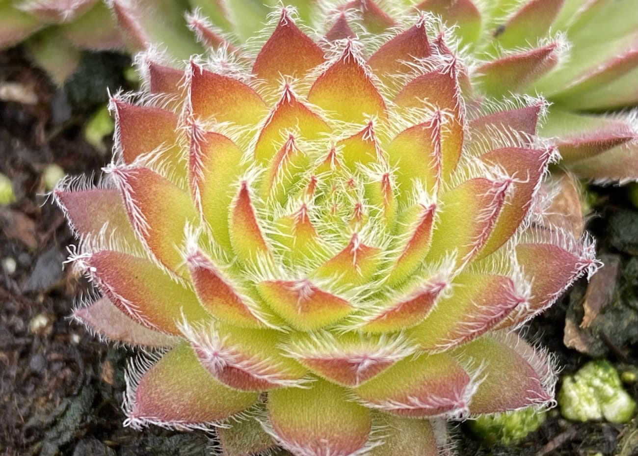 Sempervivum Chick Charms® Gold Dust- New for 2024