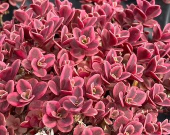 Sedum 'Neon Nova' en motte - succulente couvre-sol Sunsparkler, nouveauté 2026