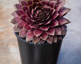 Planta de enchufe Sempervivum SuperSemp Amythest