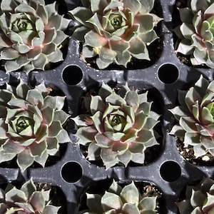 Sempervivum Chick Charms® Berry Blues Stater Plant