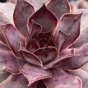 Sempervivum Chick Charms® Winogronowy Galaxy™