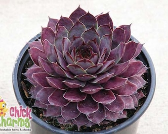 Chick Charms® Hauswurz ‘Plum Parfait’ | Bewurzelte Jungpflanze | Wurzelnackt | Lebende Sukkulente | Winterharte Staude