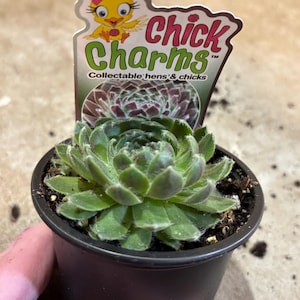 Sempervivum Chick Charms Powered Pastery ppaf Large in 3.5 inch pot