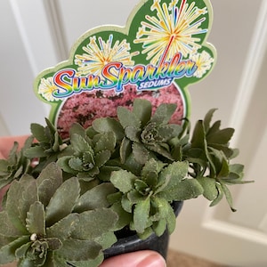 SunSparkler Sedum Jade Tuffet en maceta de 3,5 pulgadas