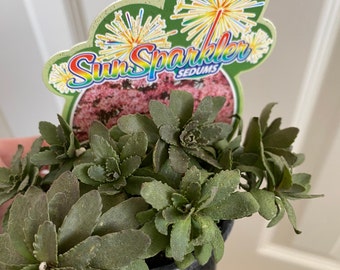 SunSparkler Sedum Jade Tuffet en maceta de 3,5 pulgadas