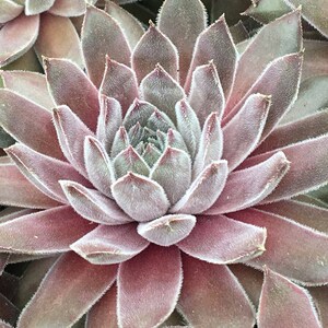 Sempervivum Chick Charms Srebrny Zamsz
