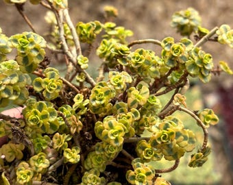 Sedum What a Doozie: Suculenta rastrera variegada, planta de gran tamaño para empezar.