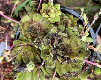 Sempervivum | Hardy Hens & Chicks Succulent Cluster | Cold-Hardy Rock Garden Plant | Live Rooted Succulent