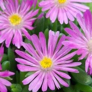 Delosperma ‘Candystone’ Ice Plant: Magenta Pink Succulent Ground Cover