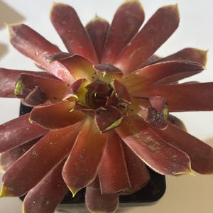 Chick Charms gigantische goudmijn Sempervivum – gebroken bladeren (2,5 inch pot)