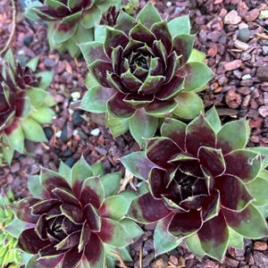 Hens and Chicks Succulent ‘Coconut Crystal’ – Colorockz Sempervivum Starter Plant