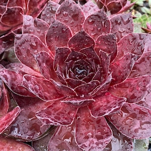 Sempervivum Chick Charm Giants 'Maroon Mountian' ppaf