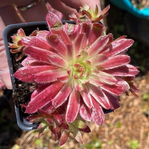 Chick Charms® Lotus Blossom Sempervivum - Rzadkie pstre kury i pisklęta - Odporna na zimno sukulenta