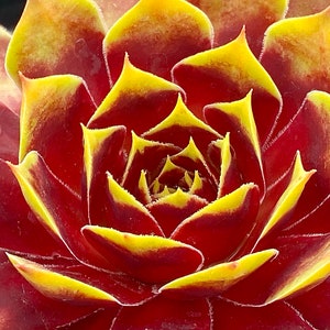 Sempervivum Chick Charms® Złota korona ppaf