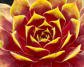 Sempervivum Chick Charms® Corona Dorada ppaf