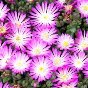Delosperma ‘Hotcakes Fig Fusion’ – Cold Hardy Ice Plant – Live Starter Plug