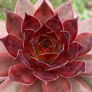 Sempervivum Chick Charms® Wiśnie Jubilee™