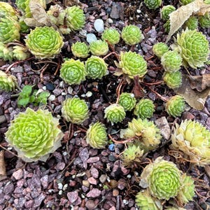 Sempervivum Colorockz ‘Lemon Flare’ – Vibrant Hardy Succulent (Starter Plant)