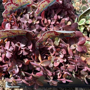 May include: A close-up shot of a tray filled with burgundy Sedum plants. The small, oval leaves are densely packed. The plant tags feature floral designs and the word "Sedums". The plants are in a black tray, with dry leaves in the background.