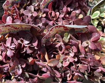 Vaso SunSparkler Sedum Firecracker da 3,5 pollici