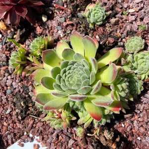 Roślina startowa Sempervivum Chick Charms® Sugar Shimmer