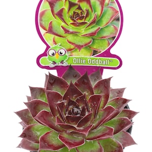 Sempervivum Chick Charmlettes 'Ollie Oddball' TM Fieldtrip Friends- Nowość na rok 2024